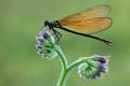 907 - BEAUTIFUL DEMOISELLE - VAN ECHELPOEL RENE - belgium